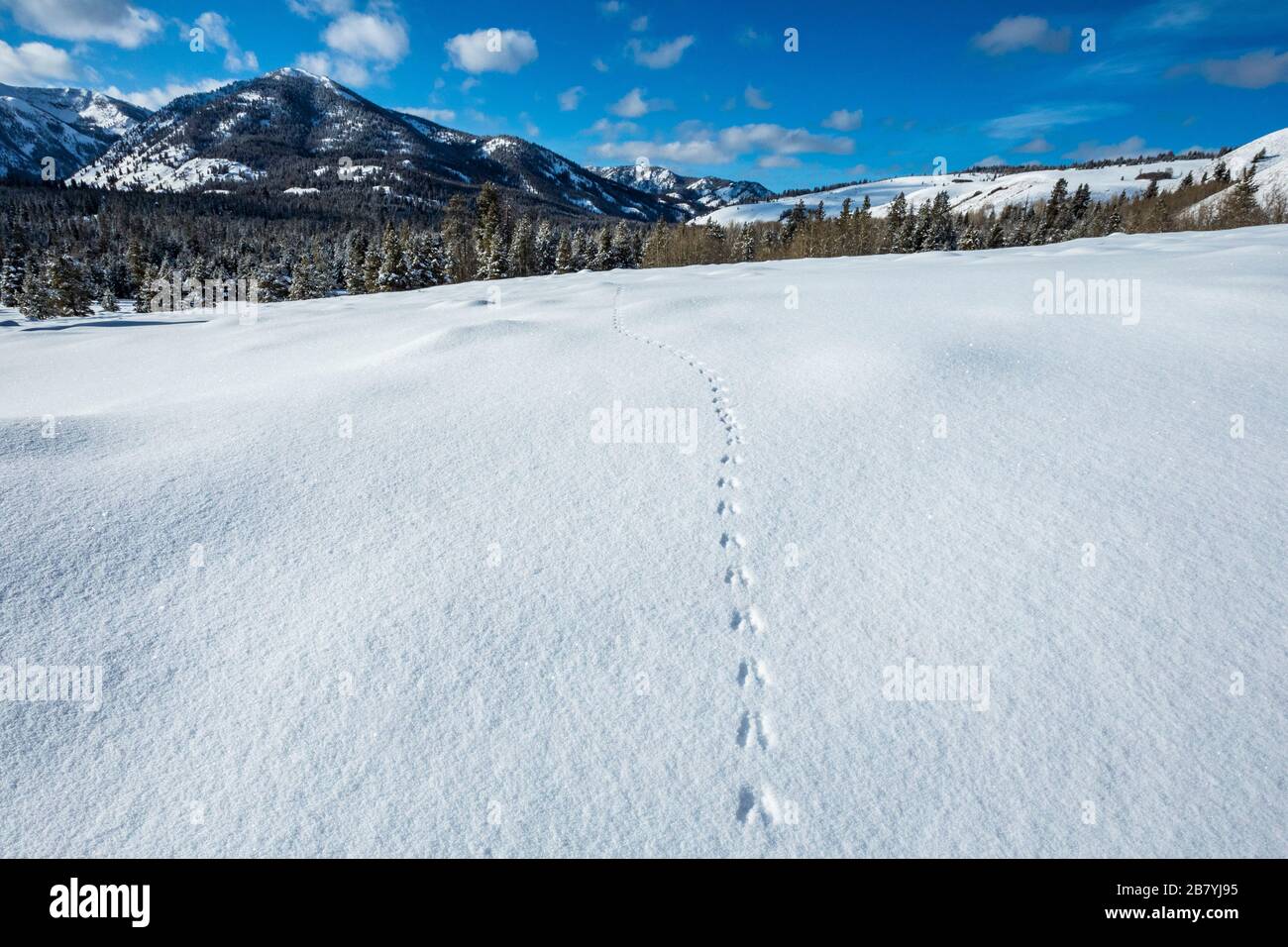 Spuren im Schnee Stockfoto