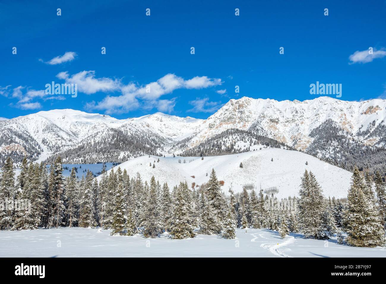 Pinien und verschneite Berge in Sun Valley, Idaho Stockfoto