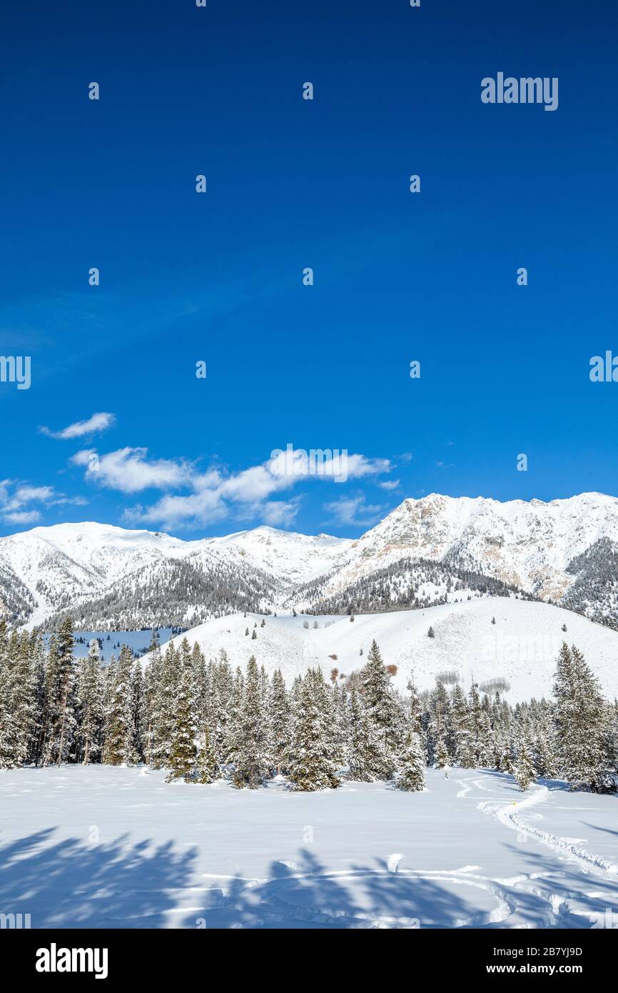 Pinien und verschneite Berge in Sun Valley, Idaho Stockfoto