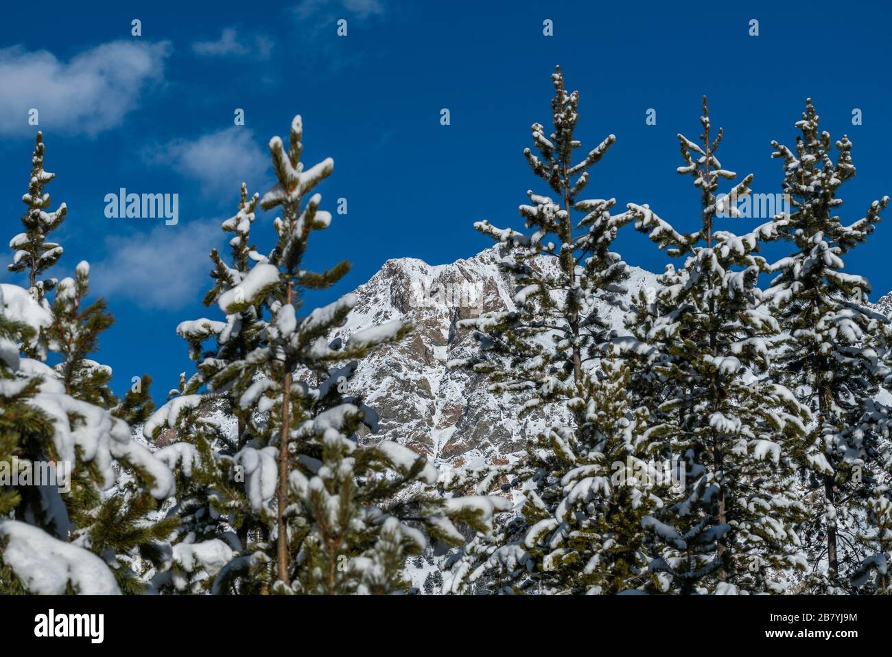 Schnee auf Pinien und Bergen in Sun Valley, Idaho Stockfoto