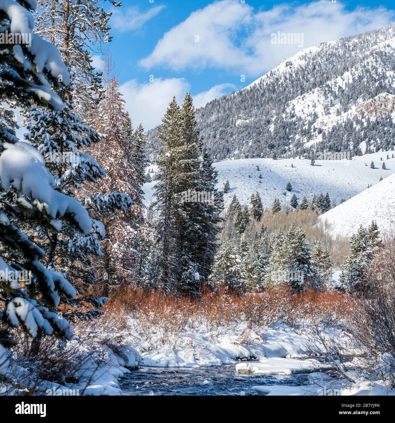 Schnee auf den Bergen und Pinien in Sun Valley, Idaho Stockfoto