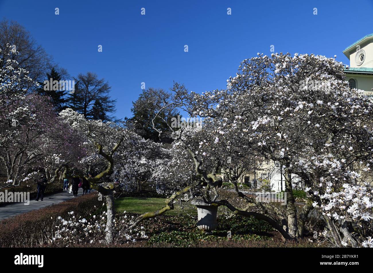 Magnolia Plaza - Brooklyn Botanical Garden, Anfang Frühjahr 2020 Stockfoto