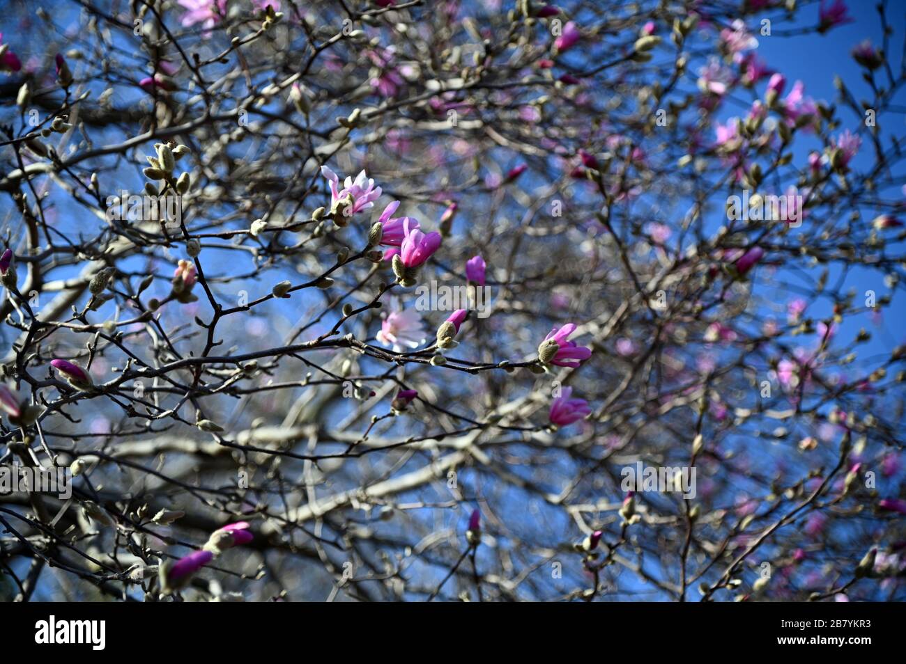 Magnolia Plaza - Brooklyn Botanical Garden, Anfang Frühjahr 2020 Stockfoto