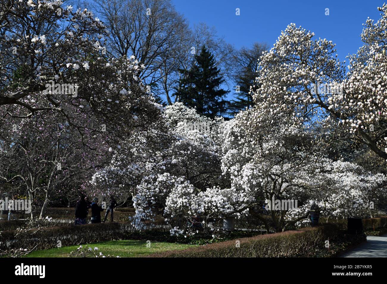 Magnolia Plaza - Brooklyn Botanical Garden, Anfang Frühjahr 2020 Stockfoto