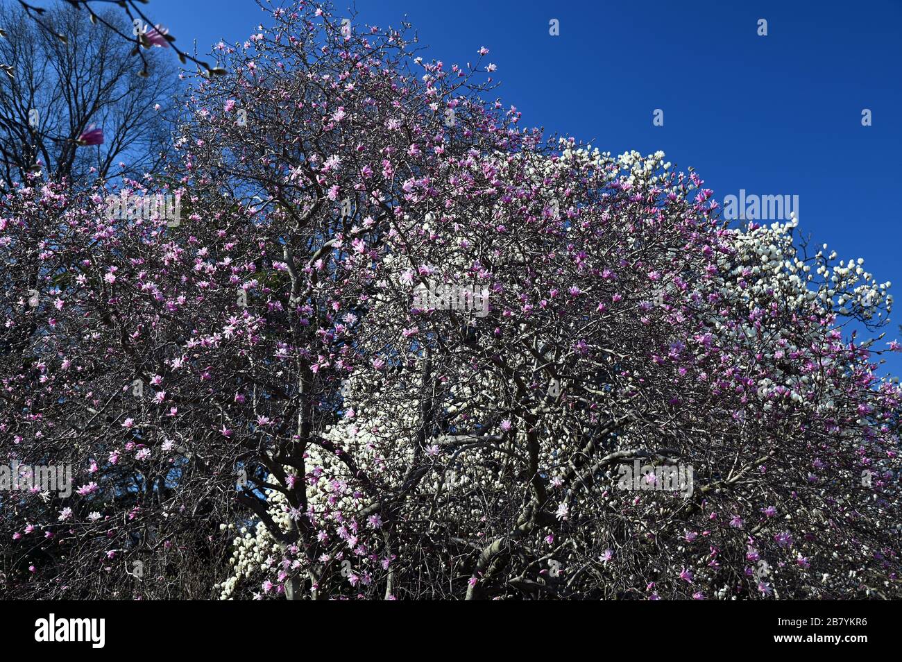 Magnolia Plaza - Brooklyn Botanical Garden, Anfang Frühjahr 2020 Stockfoto