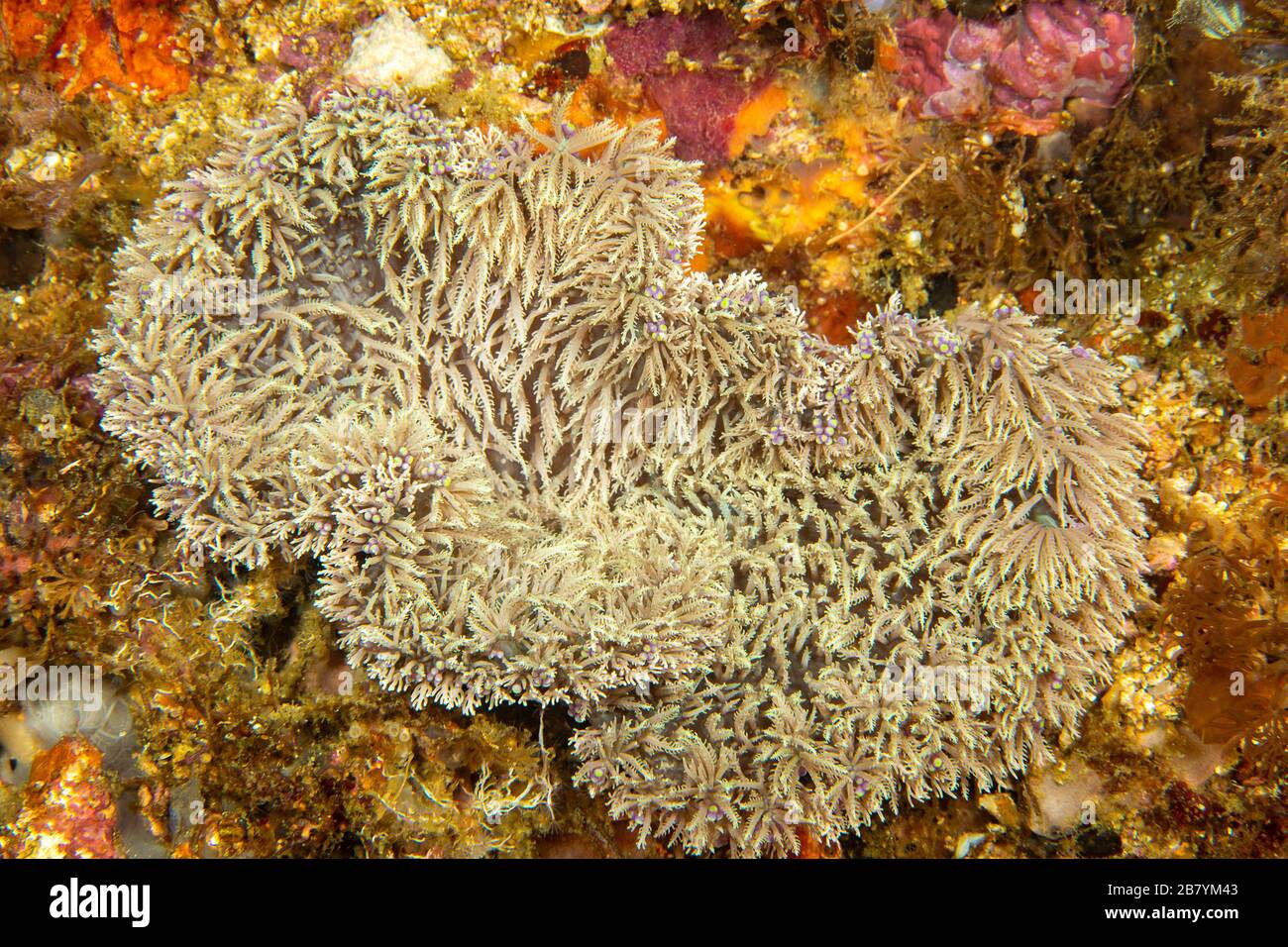 Eine seltene Anemon-Art, Thalassianthus villosa, die Xeniid-Weichkorallen, Philippinen, imitieren soll. Diese Person war 18 Zoll breit. Stockfoto