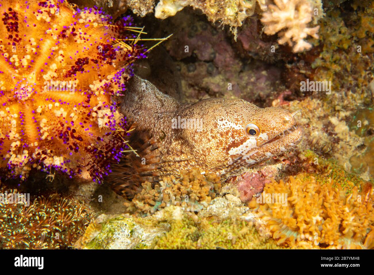 Die Sperrflossenmoray, Gymnothorax zonipectis, kann 20 Zoll Länge erreichen, Philippinen. Stockfoto