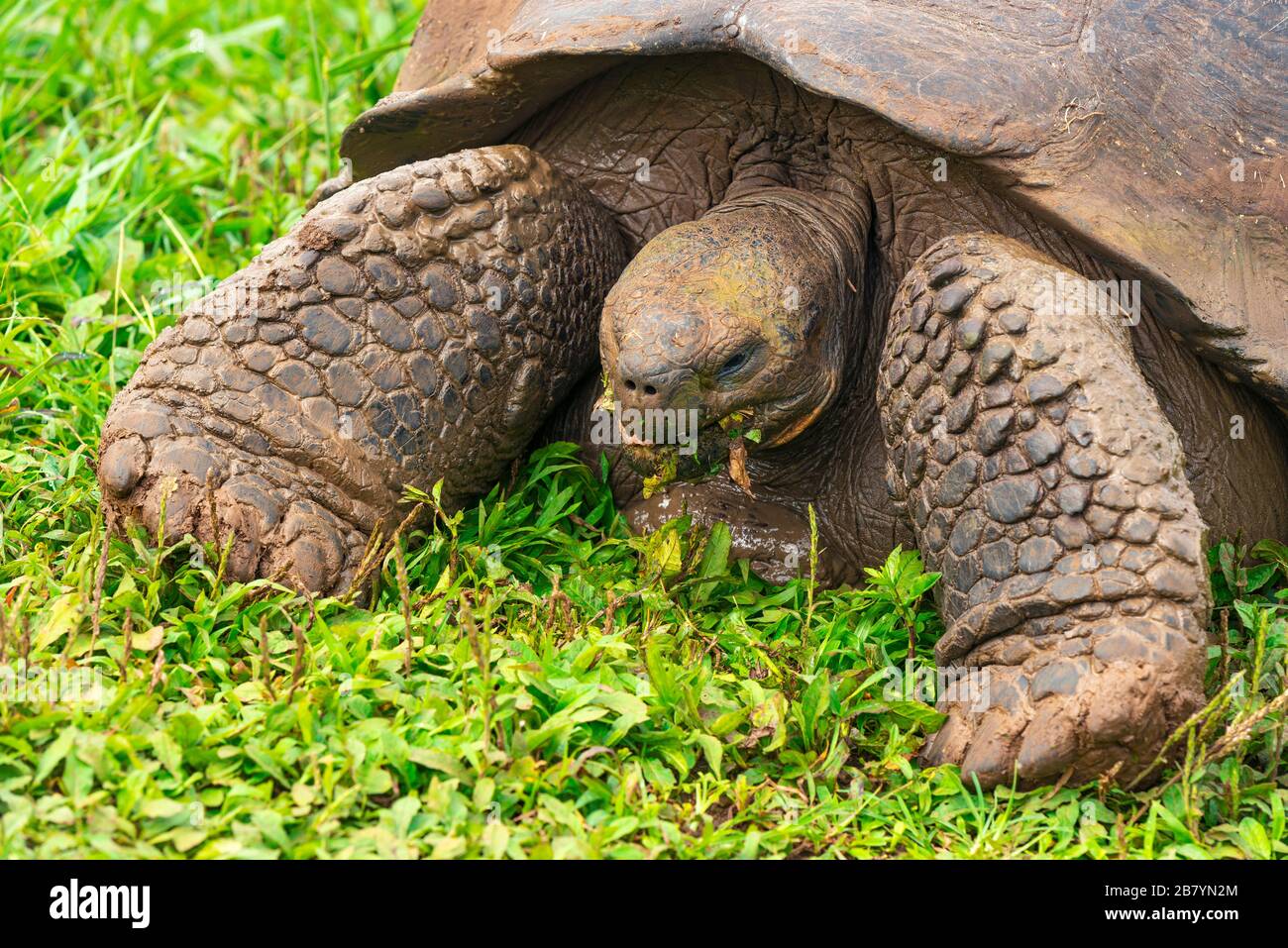 Porträt einer Galapagos Giant Tortoise (Chelonoidis nigra), die Gras mit Zunge auf der Insel Santa Cruz, Galapagos Islands National Park, Ecuador, isst. Stockfoto
