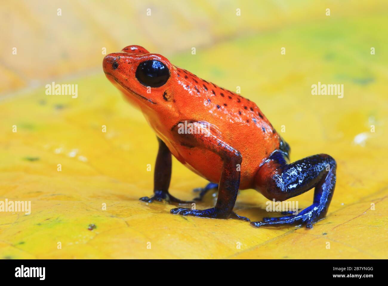 Erdbeergift Dart Frosch (Oophaga pumilio) im Tieflandregenwald. Biologische Station La Selva, karibischer Hang, Costa Rica. Stockfoto