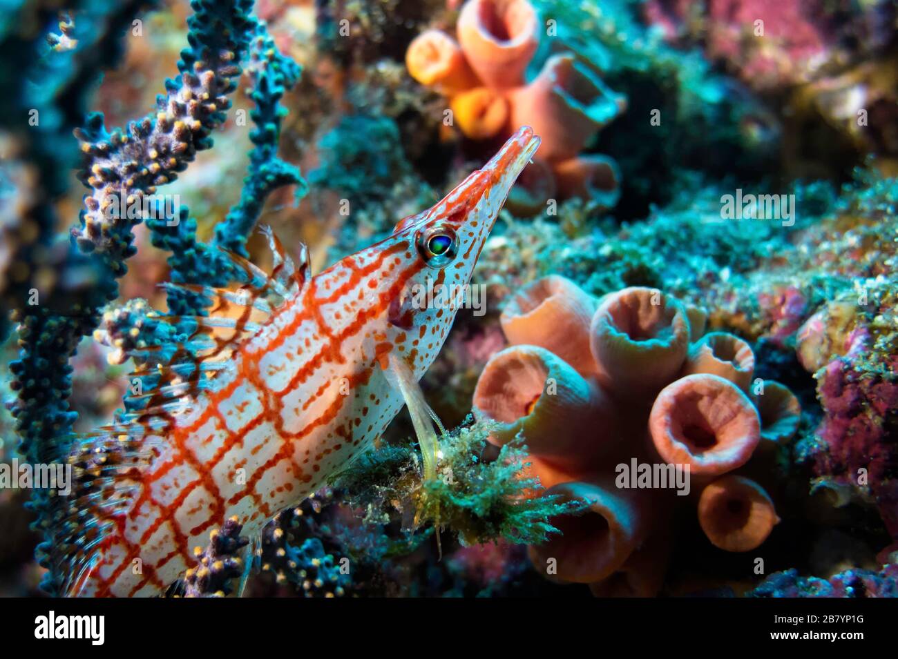 Langnasen-Weißfisch (Oxyzirrhiten typus) versteckt sich unter einem Gorgonischen, Meer von Cortez (Golf von Kalifornien), Mexiko Pazifischer Ozean, Farbe Stockfoto