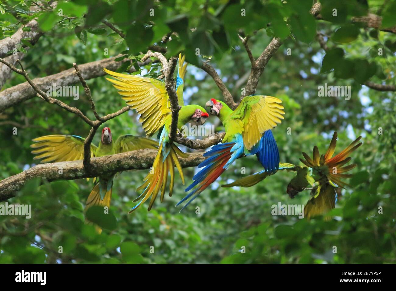 Great Green Macaws (Ara ambiguus). Puerto Viejo, Limón, Costa Rica. Stockfoto