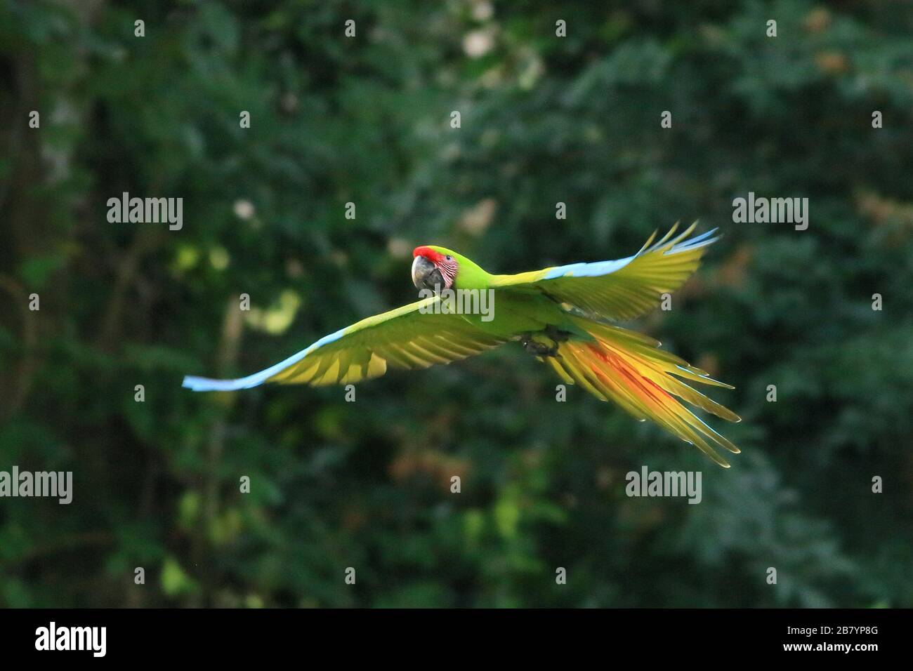 Great Green Macaw (Ara ambiguus) fliegen. Puerto Viejo, Limón, Costa Rica. Stockfoto