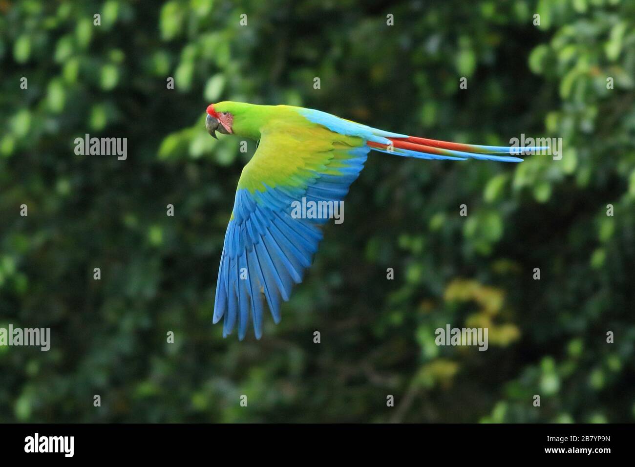 Great Green Macaw (Ara ambiguus) fliegen. Puerto Viejo, Limón, Costa Rica. Stockfoto