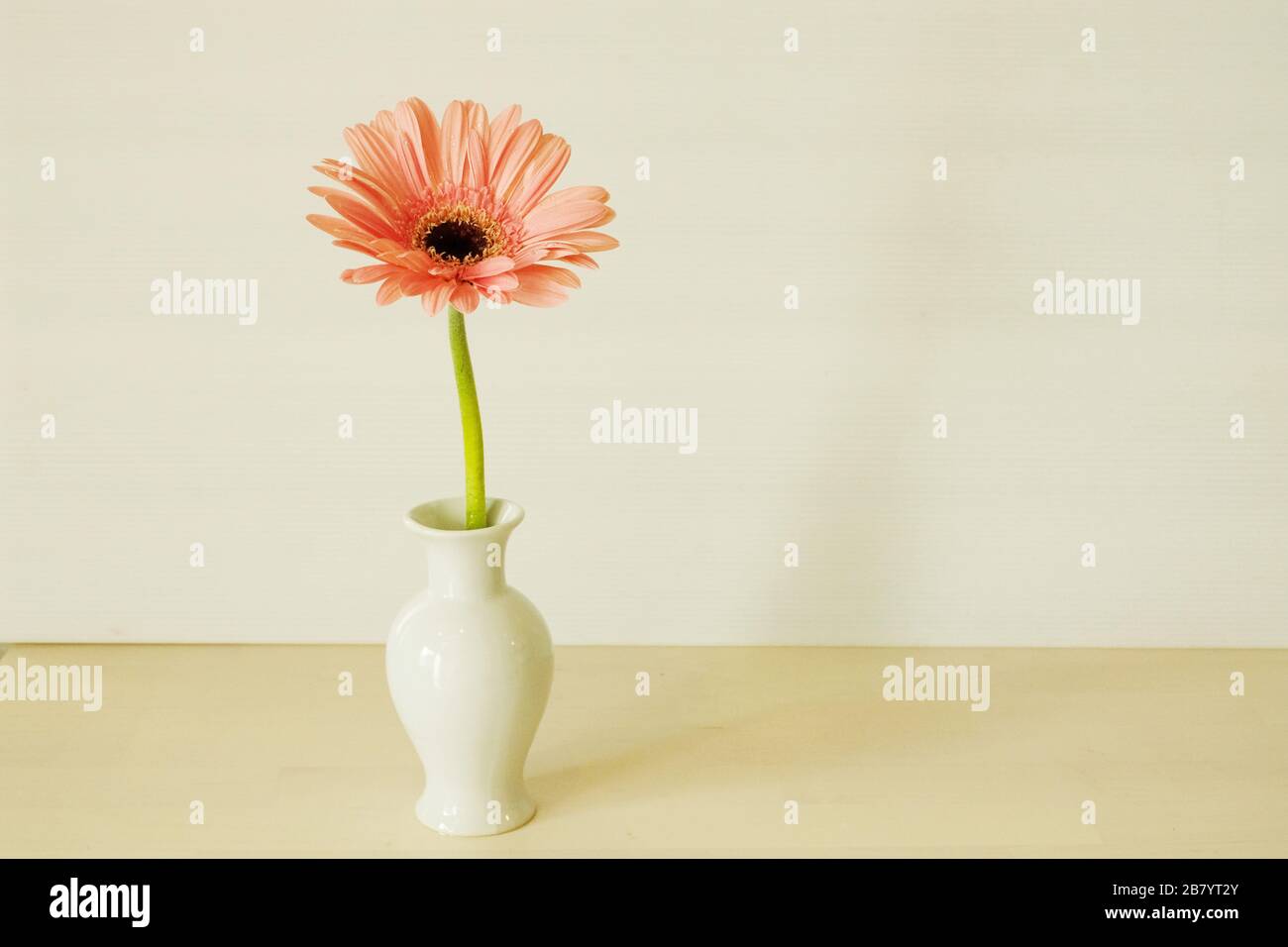 Rosa Gerbera Daisy in Vase auf weißem Hintergrund Stockfoto