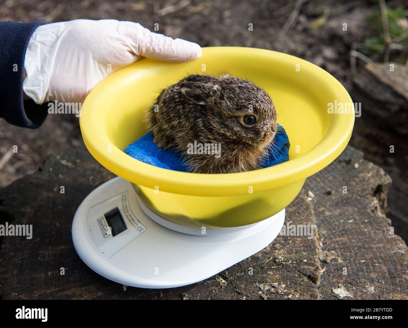 Klein Offenseth Sparrieshoop, Deutschland. März 2020. Auf der Wildlife Station Hamburg-Schleswig-Holstein wird ein junger Hase gewogen. Autos, Hunde und Katzen verwandeln den jungen Hasen oft in Tierwaisen, und die Wild Animal Station gibt dem Baby-Hasen eine Chance. (Zu dpa "die Kaninchenretter von Sparrieshoop haben ihre Hände voll") Credit: Daniel Bockwoldt / dpa / Alamy Live News Stockfoto