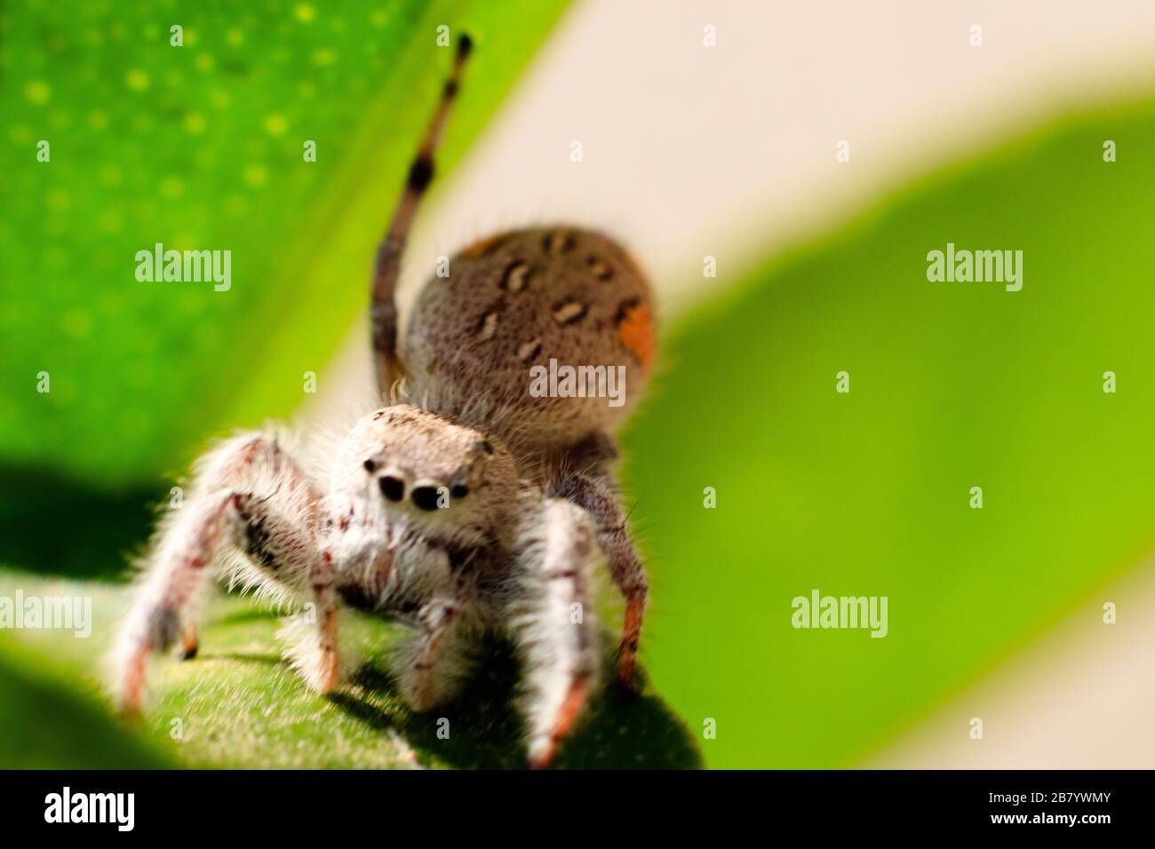 Springende Spinne auf einem grünen Blatt Stockfoto