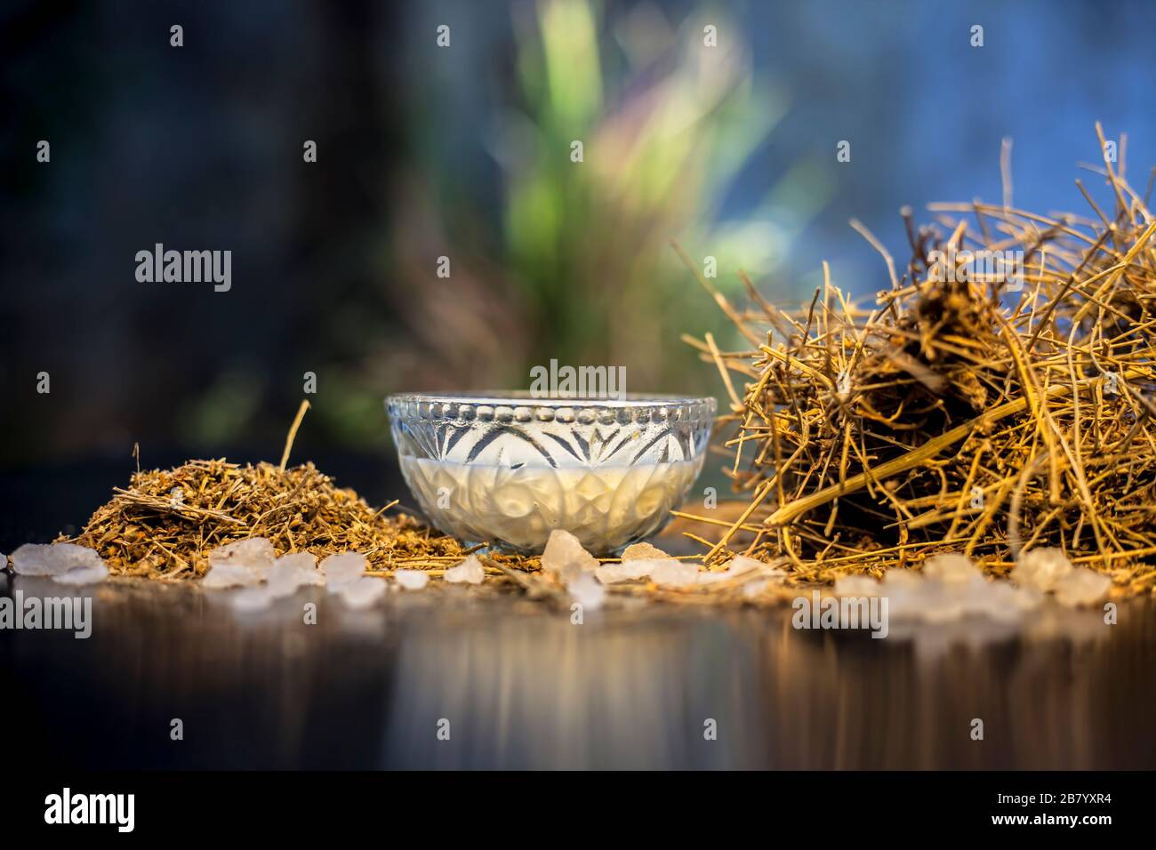 Nahaufnahme des ayurvedischen Gedächtnisverstärkers Kraut Shankhpushpi auf Holzoberfläche zusammen mit etwas Milch und Zucker, die zusammen eine Gedächtnistonika bilden. Stockfoto