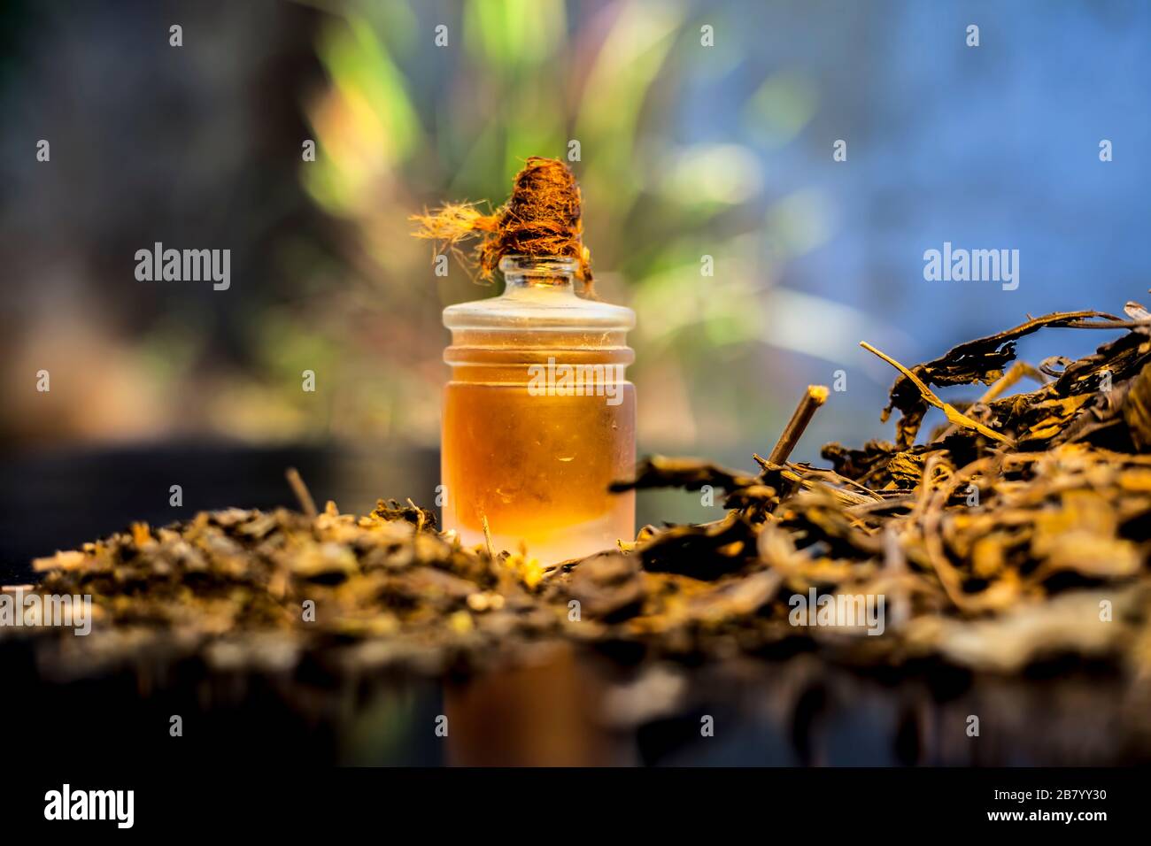 Nahaufnahme der Shankhpushpi-Wurzeln auf der Holzoberfläche zusammen mit einem Teil seines Pulvers und Öls. Aufnahme mit verschwommenem Hintergrund. Horizontaler Schuss. Stockfoto