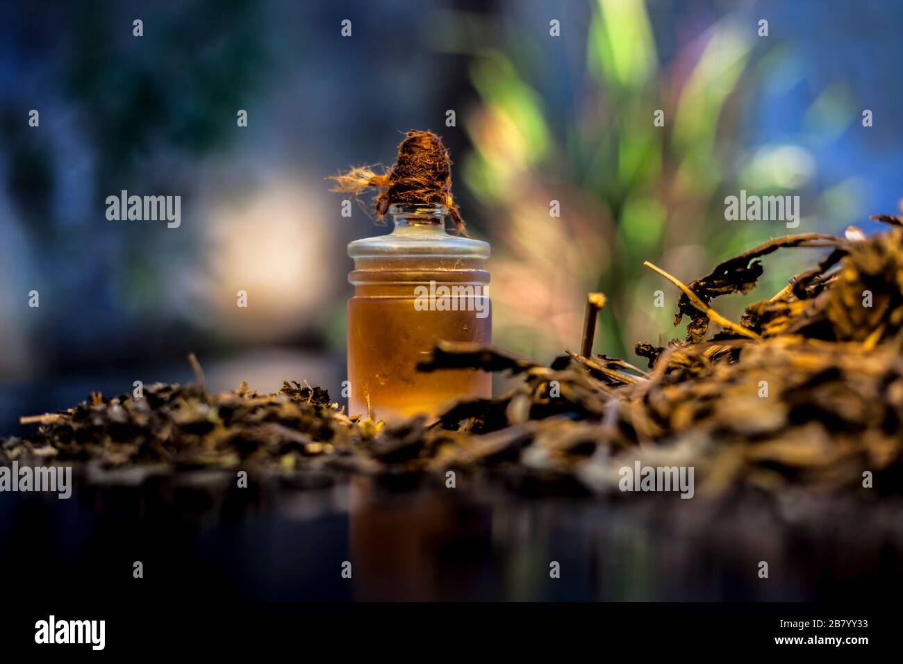 Nahaufnahme der Shankhpushpi-Wurzeln auf der Holzoberfläche zusammen mit einem Teil seines Pulvers und Öls. Aufnahme mit verschwommenem Hintergrund. Horizontaler Schuss. Stockfoto