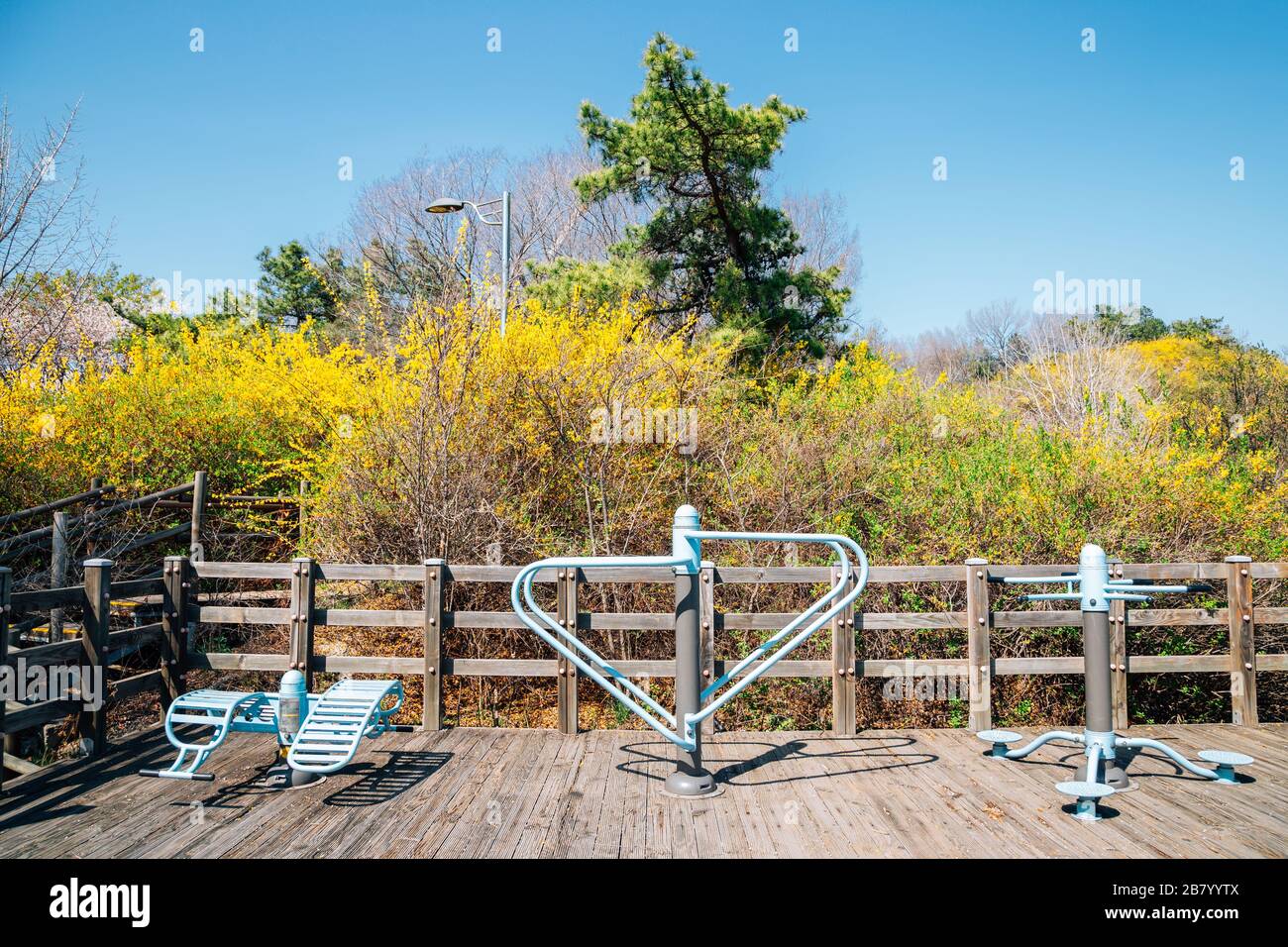 Eungbongsan Mountain, öffentlicher Park, Fitnessgeräte mit Forsythia Flowers in Seoul, Korea Stockfoto