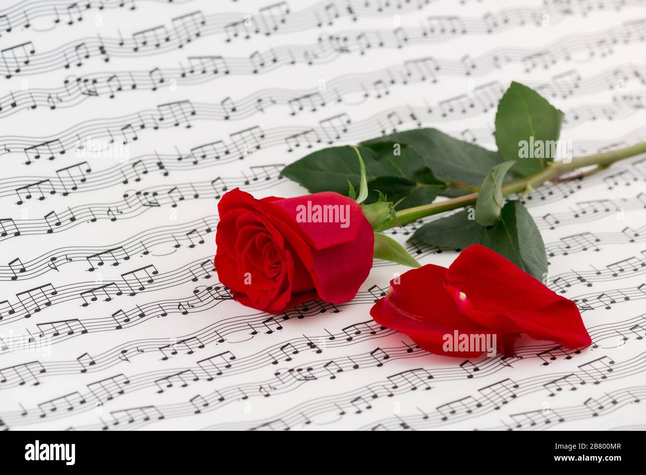 Rosen und Musikblätter Stockfoto