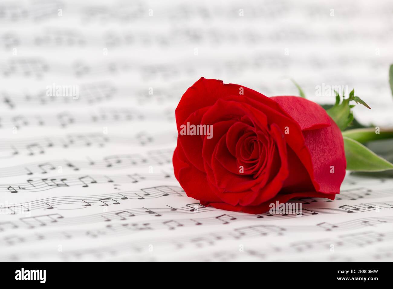 Rosen und Musikblätter Stockfoto