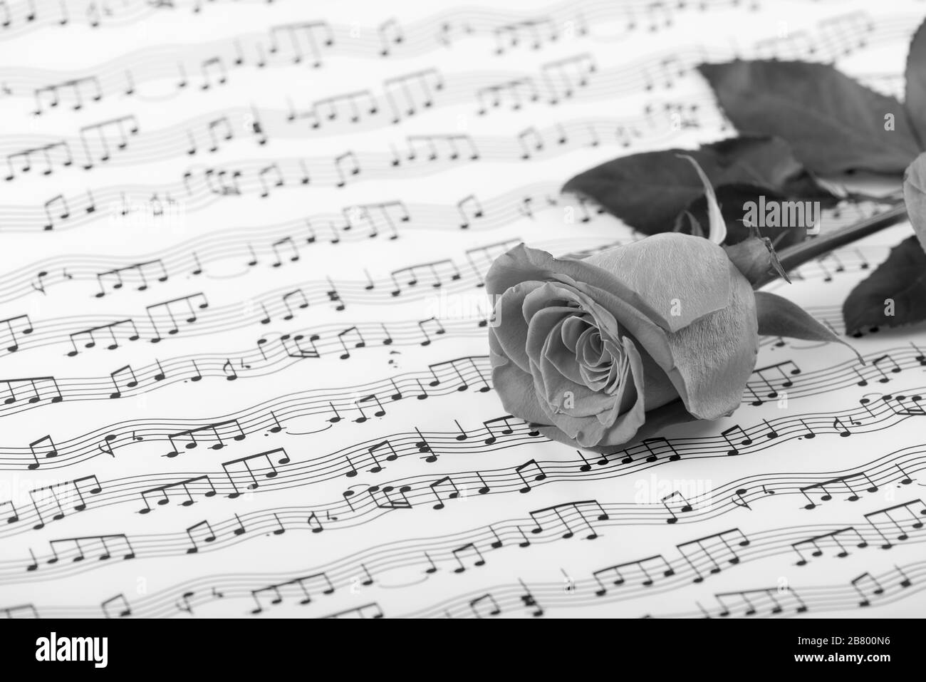 Rosen und Musikblätter Stockfoto