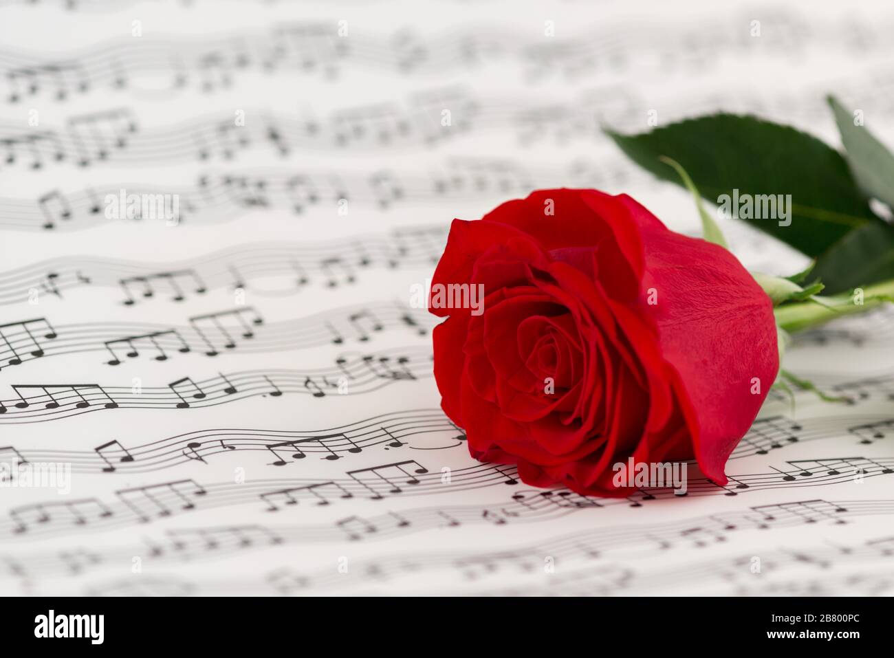 Rosen und Musikblätter Stockfoto