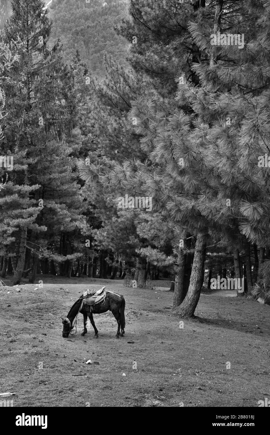 Pferdeweide auf Wiese, Pahalgam, Kaschmir, Jammu und Kaschmir, Indien, Asien Stockfoto Pferdeweide auf Wiese, Pahalgam, Kaschmir, Jammu und Kaschmir, Indien, Asien Stockfoto