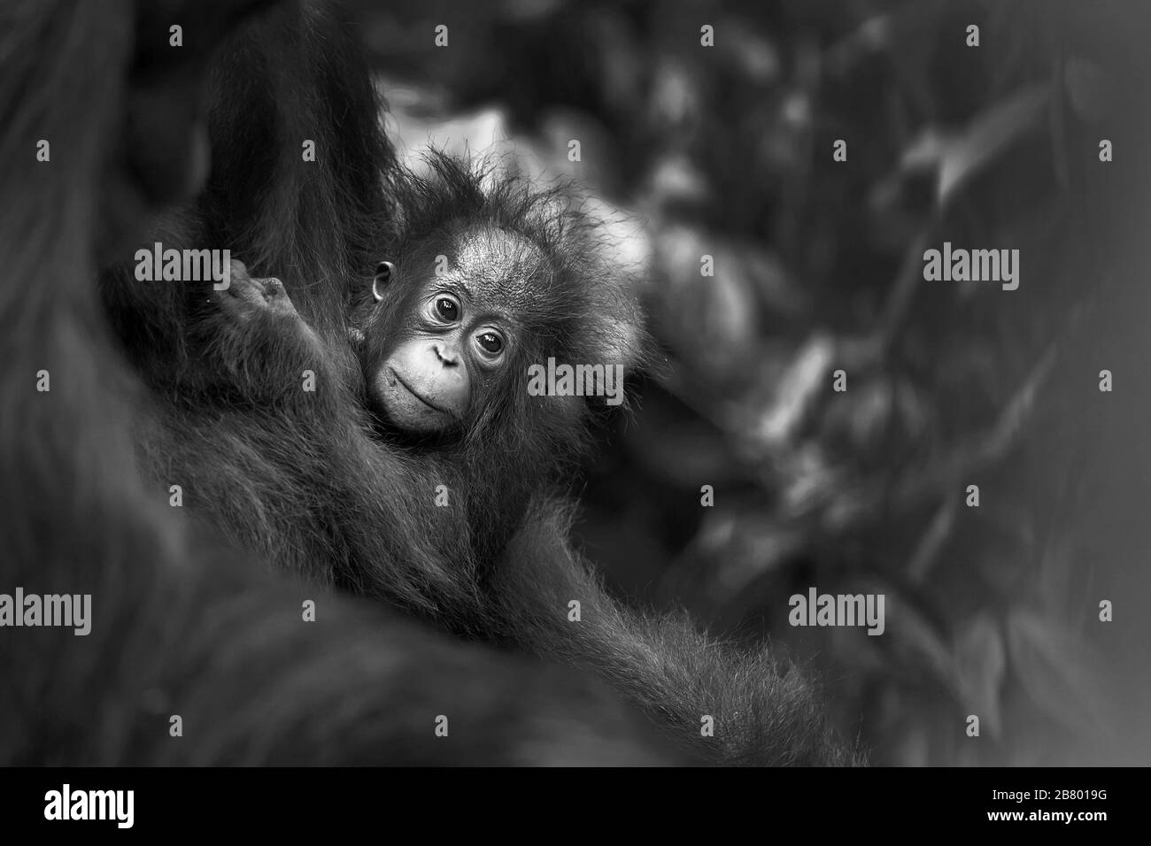 Das Bild von Baby Bornean Orang-Utan (Pongo pygmaeus) in Kalimantan, Borneo, Indonesien. Stockfoto