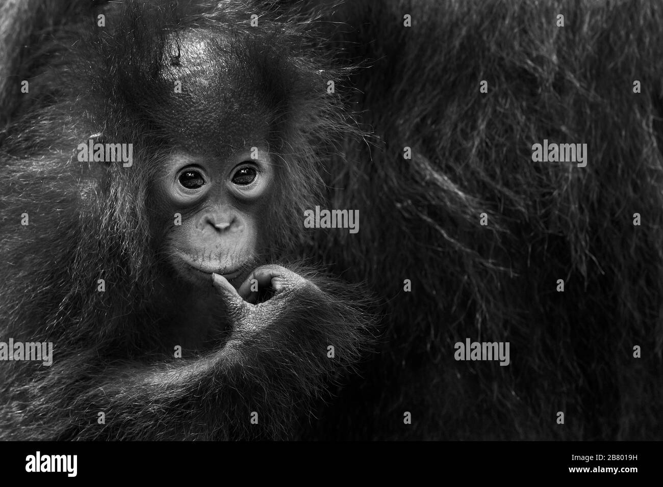 Das Bild von Baby Bornean Orang-Utan (Pongo pygmaeus) in Kalimantan, Borneo, Indonesien. Stockfoto