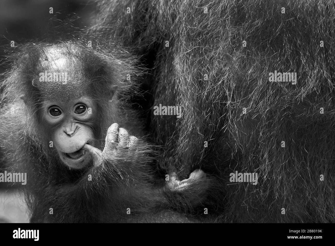 Das Bild von Baby Bornean Orang-Utan (Pongo pygmaeus) in Kalimantan, Borneo, Indonesien. Stockfoto