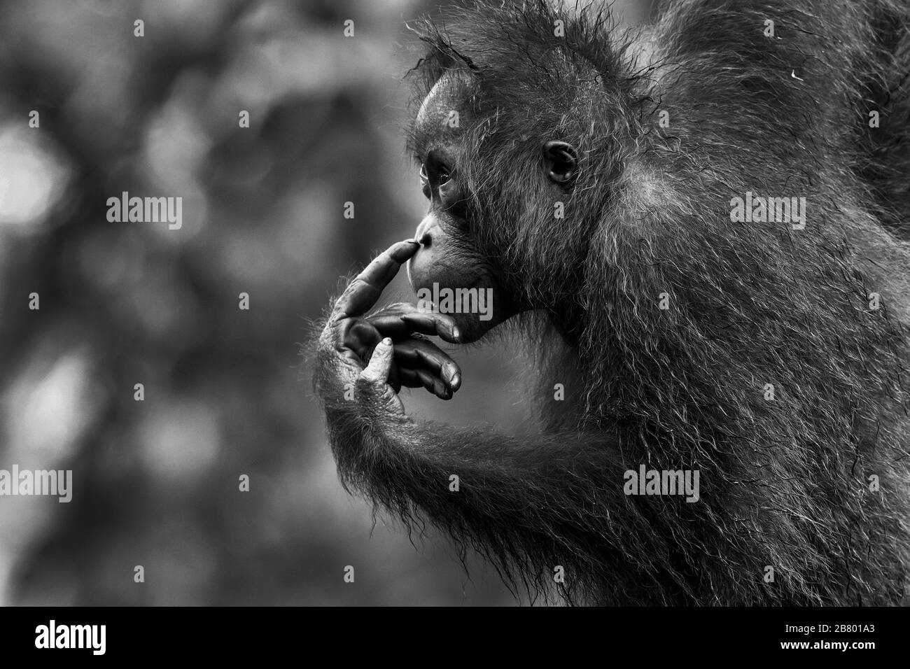 Das Bild von Bornean orangutan (Pongo pygmaeus) in Kalimantan, Borneo, Indonesien. Stockfoto