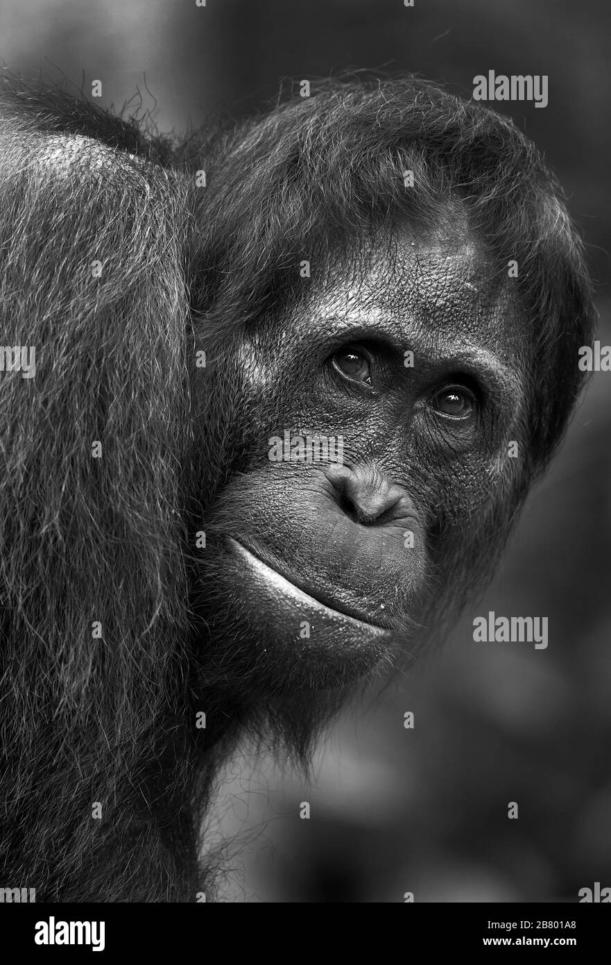 Das Bild von Bornean orangutan (Pongo pygmaeus) in Kalimantan, Borneo, Indonesien. Stockfoto