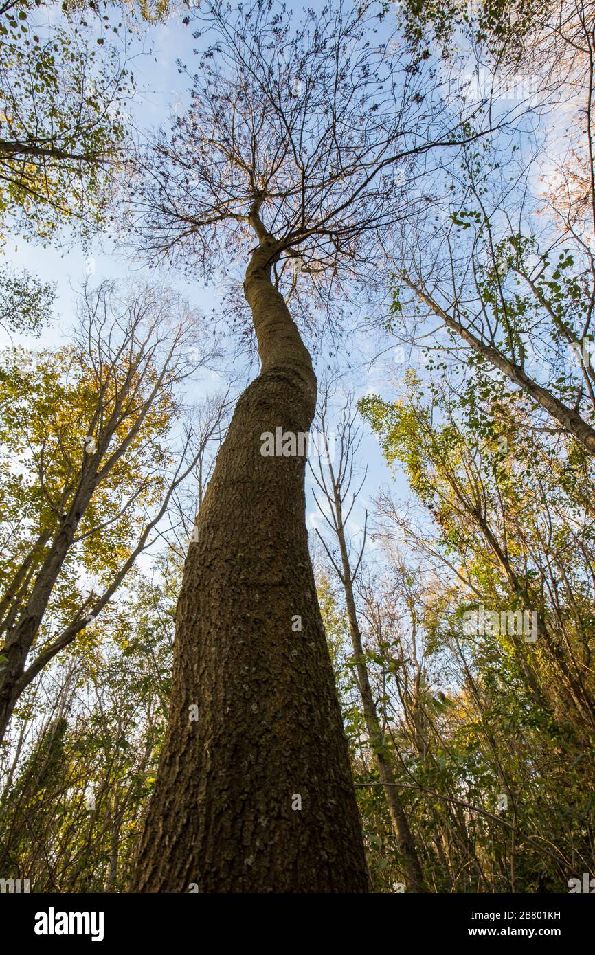 Weitwinkelaufnahme eines hohen Baum von einem extrem niedrigen Sicht Stockfoto