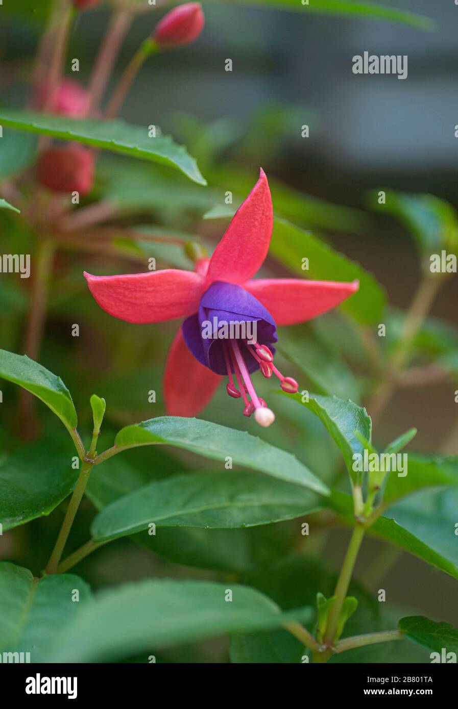 Nahaufnahme einer Blüte Fuchsia magellanica allgemein bekannt als der Kolibri Fuchsia oder Hardy fuchsia, ist eine Art aus der blühenden Pflanze in der Familie E Stockfoto