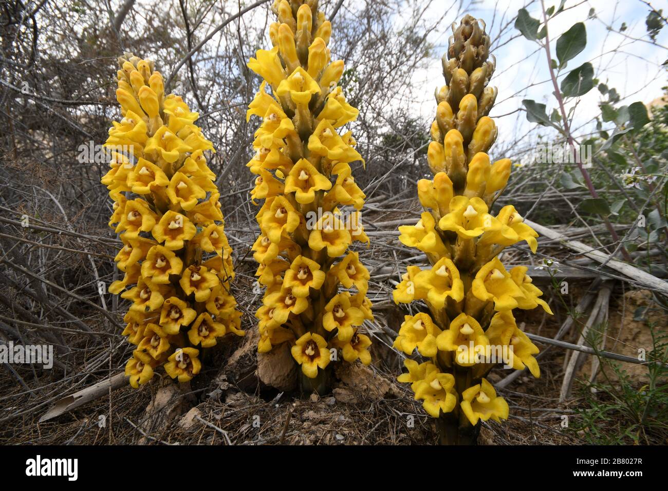 Gelb oder Wüste broomrape, Cistanche tubulosa. Diese Pflanze ist eine parasitäre Mitglied des broomrape Familie. In der Wüste Negev, Israel fotografiert. Stockfoto