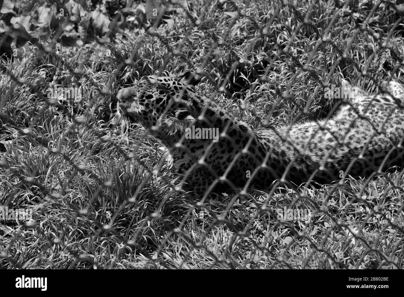 leopard 1 im wald gefunden