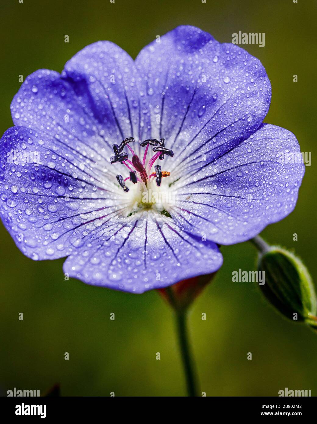 hardy blassblaue Geranium mit Wassertropfen darauf Stockfoto