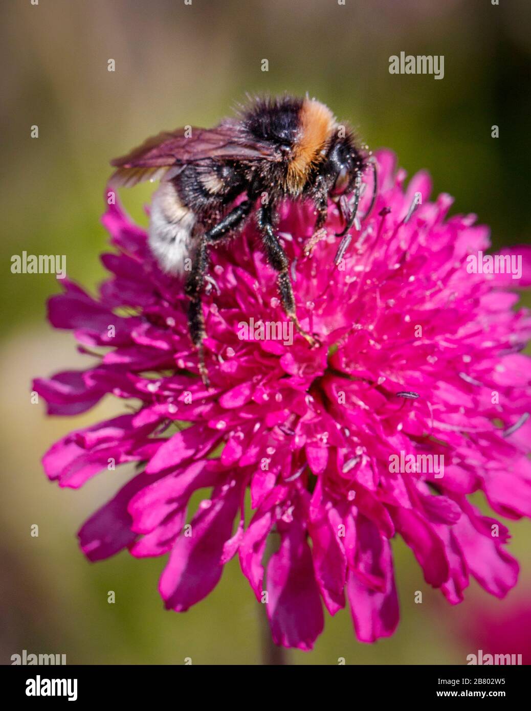 Knautia macedonica Fotos und Bildmaterial in hoher Auflösung Alamy