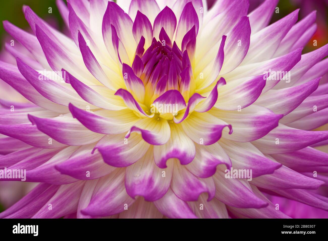 Dahlien sind in verschiedenen Farben, Formen und Größen erhältlich. Dies ist ein wunderschöner und atemberaubender Lavendel und gelber Halbkaktus Dahlia. Stockfoto