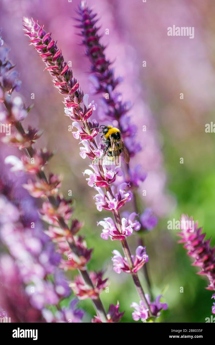 Bumble Bee auf lila Salvia Blume Stockfoto