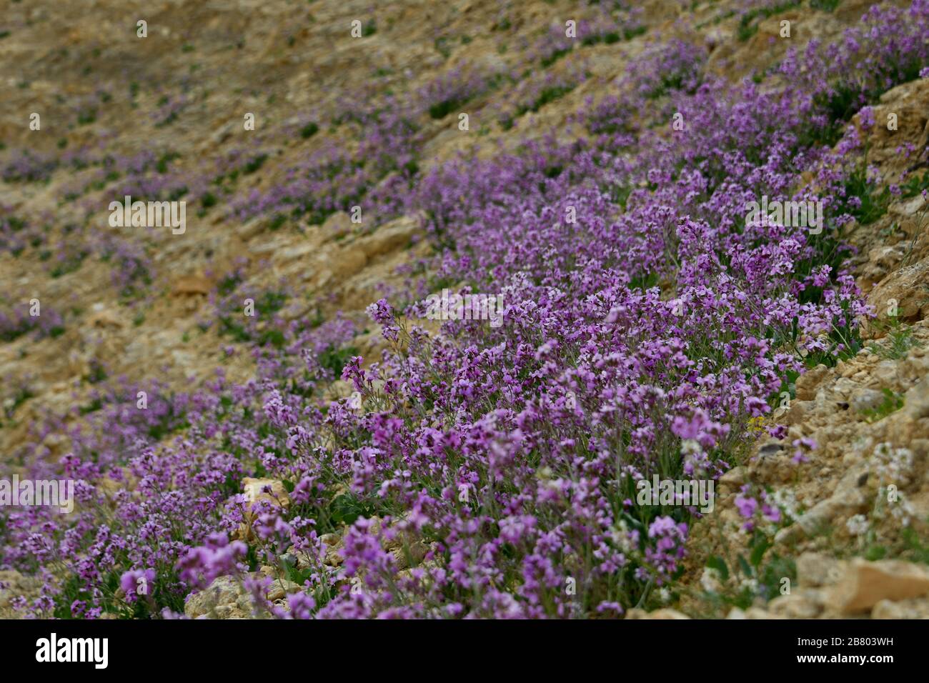 Blühende Purpur-Matthiola aspera Nach einer seltenen Regenzeit in der Negev-Wüste, Israel, sprießen eine Fülle von Wildblumen und blühen. Fotografiert Stockfoto