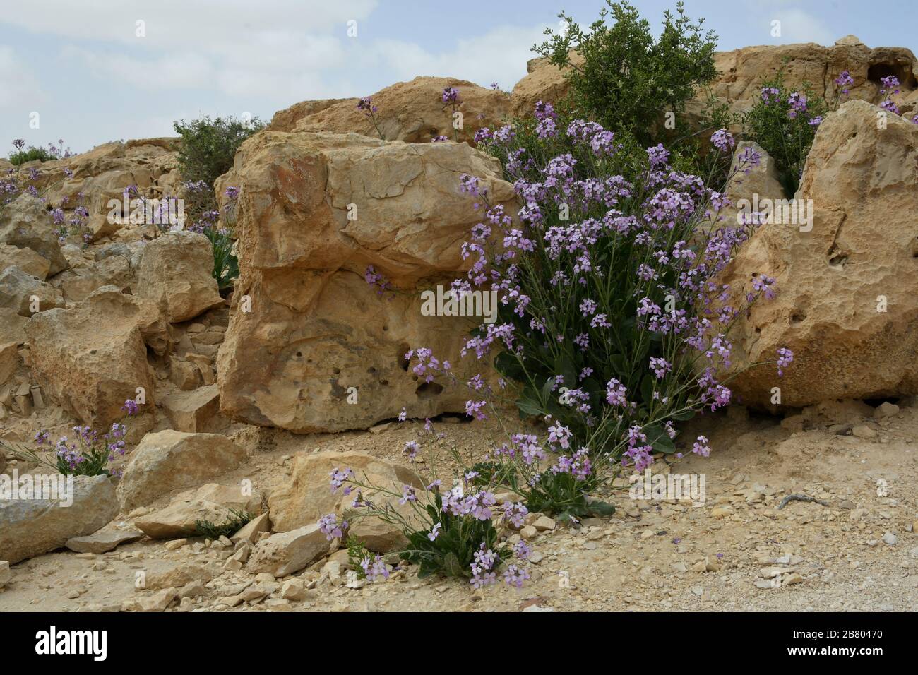 Blühende Purpur-Matthiola aspera Nach einer seltenen Regenzeit in der Negev-Wüste, Israel, sprießen eine Fülle von Wildblumen und blühen. Fotografiert Stockfoto