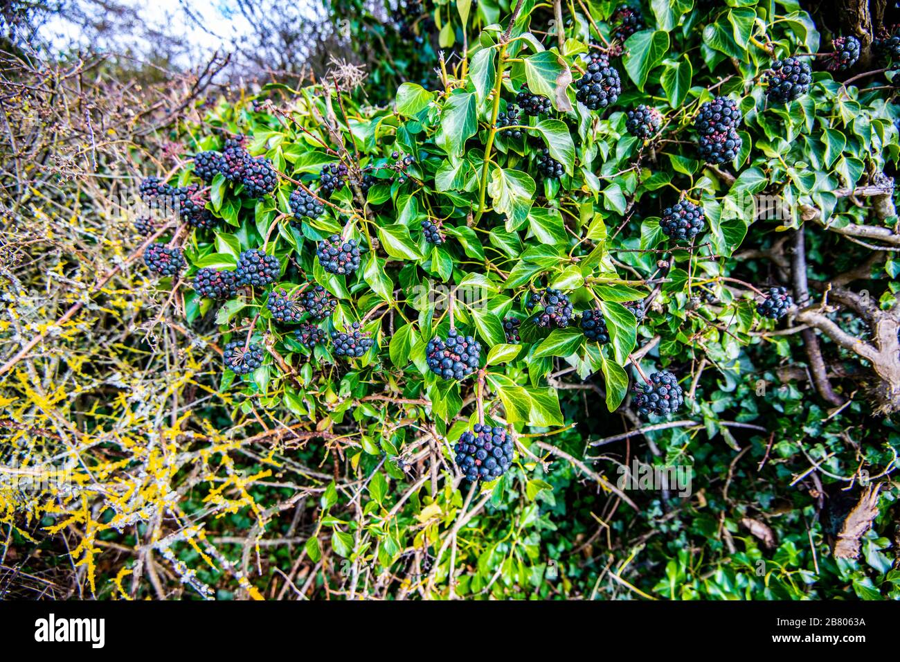 Wilde Efeu Beeren auf einem groen Busch - Nahrung fr Vgel  Stockfotografie - Alamy