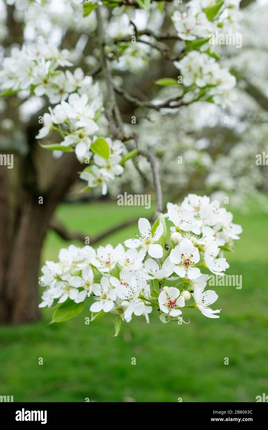 Weiße Blüte von Pyrus bretschneideri, ya Birne, Perle, Nashi Pear oder chinesische weiße Birne Stockfoto