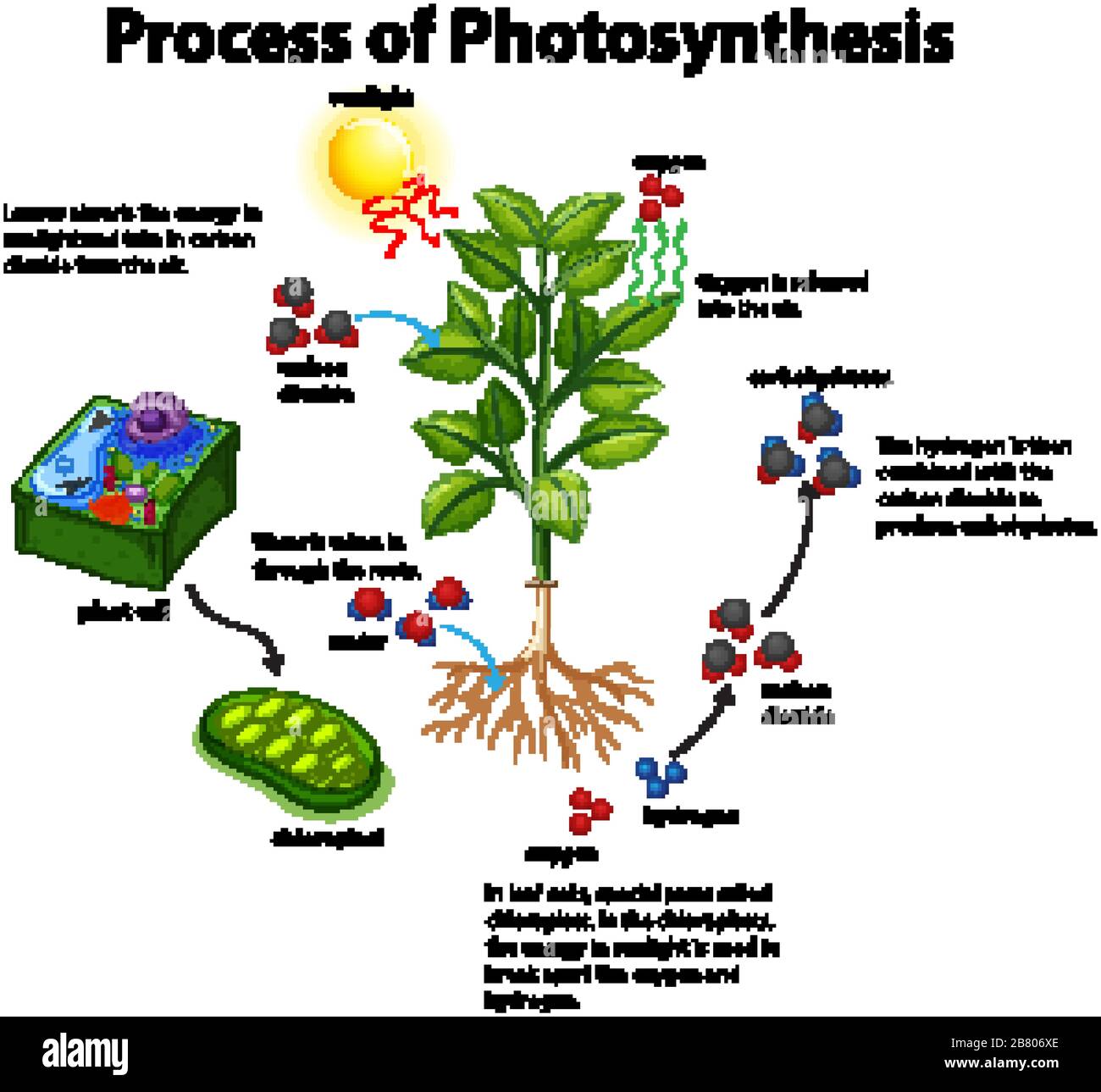 Diagramm, das den Prozess der Photosynthese mit Pflanzen- und Zelldarstellung zeigt Stock Vektor