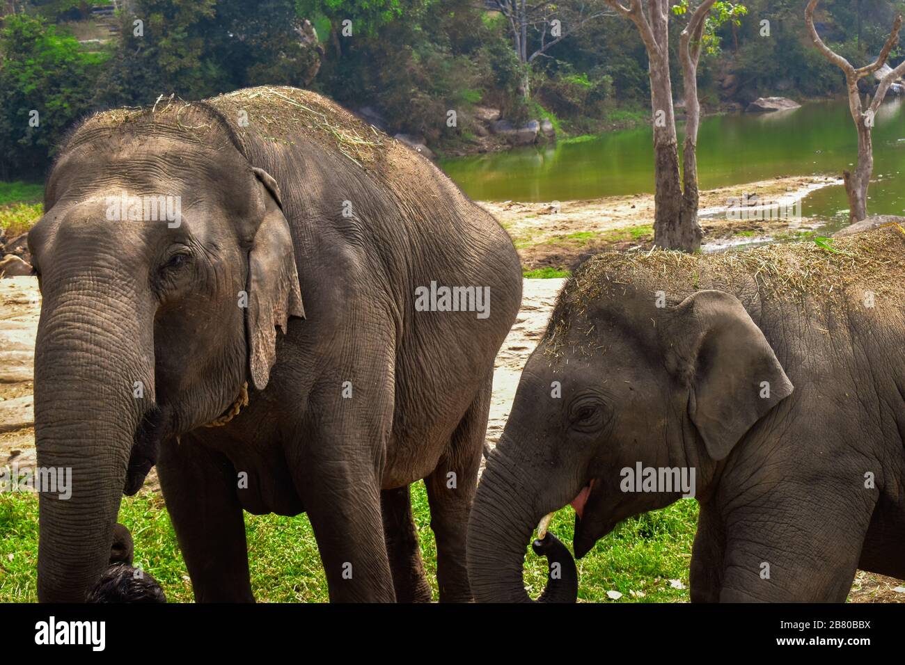 Ein Elefant geht mit seinem frechen Sohn in einem Wald .Wildlife Fotografie Stockfoto