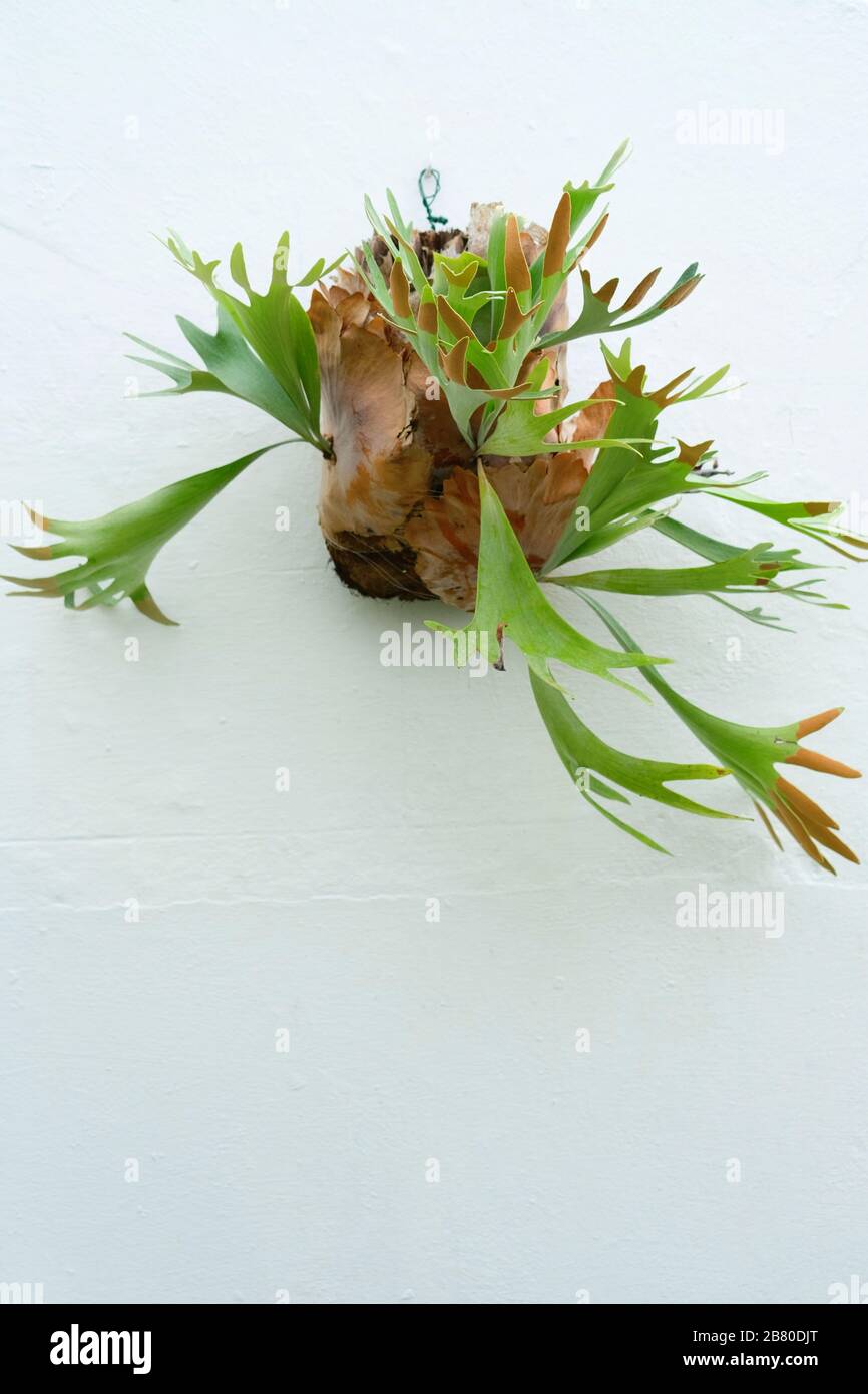 Staghorn Fern (Platycerium spp.) in einem vertikal an der Wand montierten Topfhalter aufgepflanzt. Stockfoto