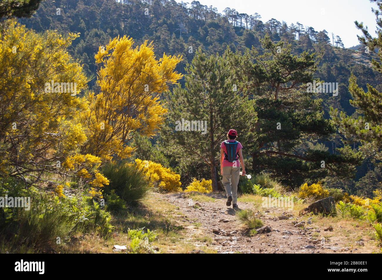 Junge Frau auf einem sonnigen Wandertag auf dem Waldbergsweg. Nationalpark Guadarrama, Wanderkonzept Stockfoto